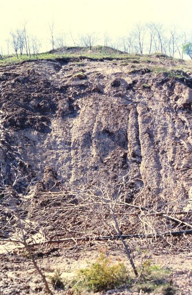 Vertical gullies appear on the bluff where subsurface and surface water run through and down the face of the bluff causing bluff instability.